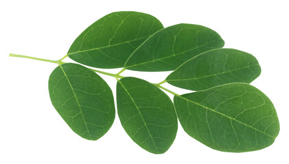Fototapeta na wymiar Moringa leaves