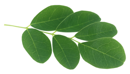 Moringa leaves