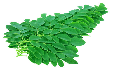 Fototapeta premium Moringa leaves