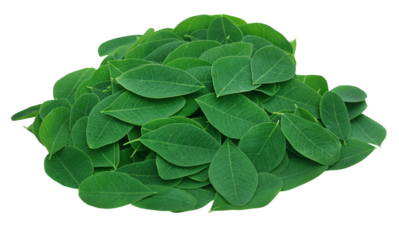 Moringa leaves