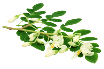 Edible moringa flower with leaves