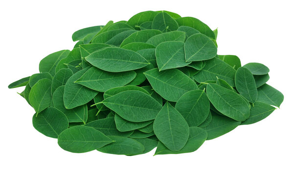 Moringa leaves
