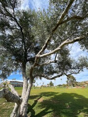 Beautiful trees offer shade in Fountain Park in Fountain Hills, Arizona, including these Mesquite trees.. - 571065974