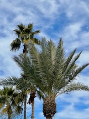Beautiful trees offer shade in Fountain Park in Fountain Hills, Arizona, including these palms. - 571065988