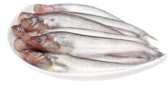 Fresh water Pabda fish of Southeast Asia