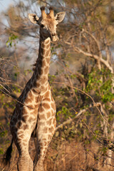 baby giraffe in the African savannah in the wild. Botswana, Africa.