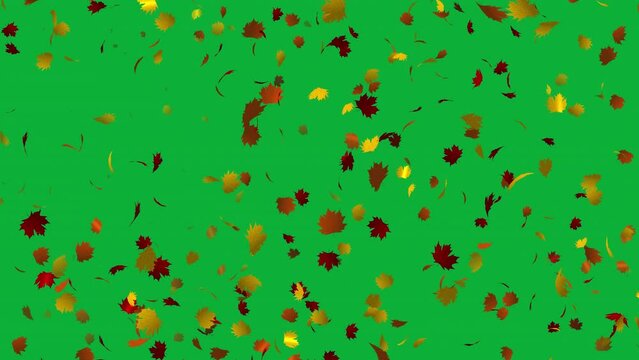 Loop animation with colorful Maple leaves in 4K Ultra HD, Beautiful leaves falling animation in green screen background