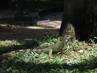 iguana