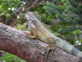 iguana