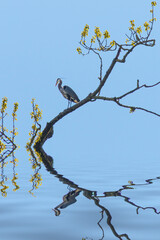 Heron in Tree Reflected
