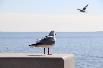 A bird sitting on a wall in the boulevard of Baku.