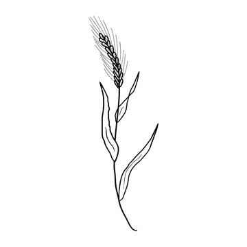 Detailed realistic vector black and white illustration of rye plant. Hand drawn picture of wheat ears in engraved vintage style. Sketch of agricultural plant.