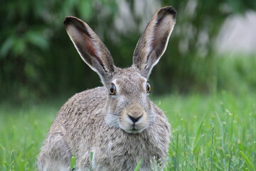 rabbit in the field