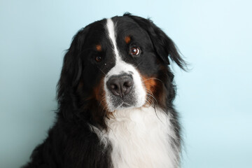 Obraz na płótnie Canvas Photo Bernese Mountain Dog on a soft blue background. Studio shot of a dog in front of an isolated background.