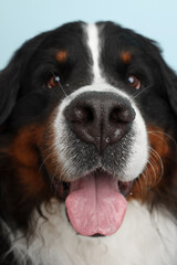 Photo Bernese Mountain Dog on a soft blue background. Studio shot of a dog in front of an isolated background.