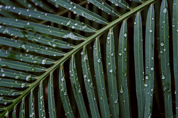 water drops on a leaf