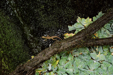 lizard on the tree