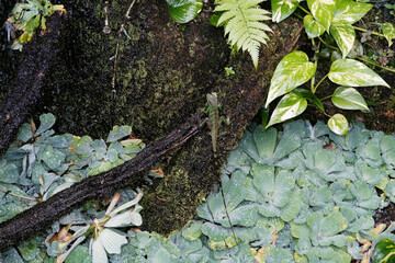 green moss on a tree