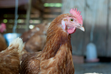 Photograph of a Rhode Island Red Chicken