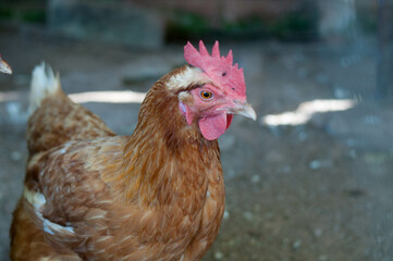 Photograph of a Rhode Island Red Chicken