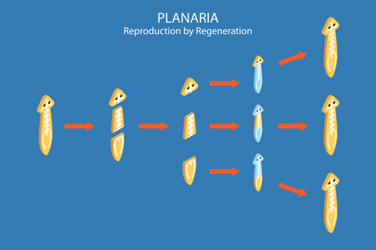 3D Isometric Flat Vector Conceptual Illustration of Planaria Regeneration, Educational Scheme