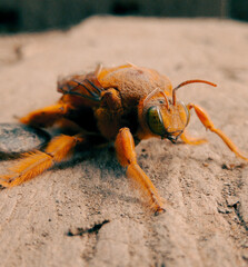 european rhinoceros beetle on the ground