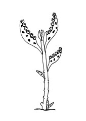 Quick sketch of kalanchoe daigremontiana plant. Hand drawing of bryophyllum daigremontiana. Analogous illustration of kalanchoe