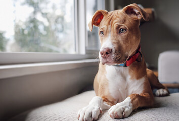 Cute dog waiting for owner to come home. Puppy dog lying by the window on a bench with longing, sad or bored body language. 5 months old, female boxer pitbull mix dog, short hair. Selective focus.
