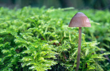 Mushroom with moos on forest ground, closeup. Forest ground backdrop or understory vegetation background. Macro of Copper-wire Moss growing in North Vancouver. Selective focus.