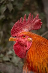 Gallos doméstico color naranja con vista de perfil