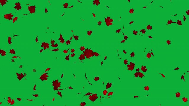 Red maple leaves falling animation in 4K Ultra HD, Beautiful leaves falling animation in green screen background