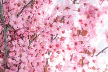  Pink flowering branches.Spring time. Spring beautiful blooming background in pink and purple color.Beautiful spring wallpaper. flowering branches spring wallpaper.