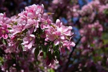 Lilac flowers on a tree