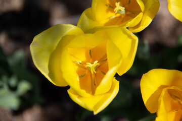 Amazing blooming spring yellow tulips