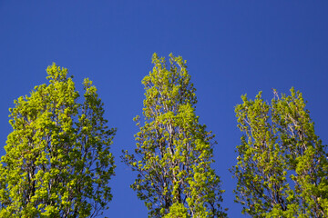 Top of trees in summer ; Trees in the sky
