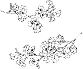 ペンで描いた桜のイラスト3 - obrazy, fototapety, plakaty