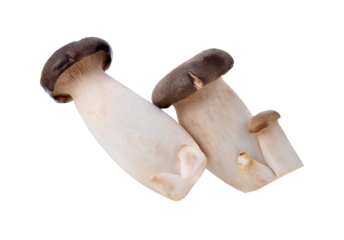 Royal oyster mushroom transparent png