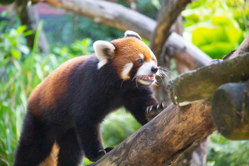 Red panda walking on a branches