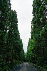 hiba  is fragrant tree and sweeter than hinoki tree.
Aomori prefecture is famous sa Hiba trees.