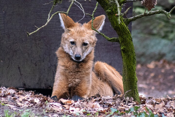 Big red fox in the zoo