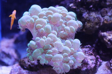 coral reef in aquarium