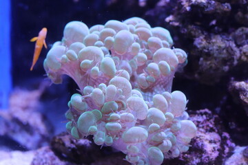 coral reef in aquarium