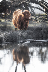 scottish highlander cow bull drinking water from natural spring in grass field