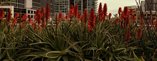 Red torch aloe plant at urban rooftop garden with buildings