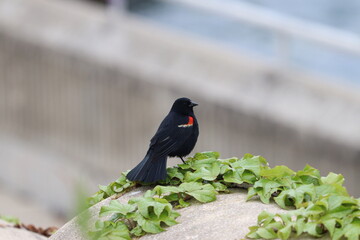 blackbird on a fence 