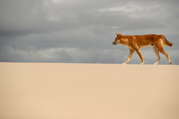 Perseverant Steps - Determined and persistent, an alpha male coastal Dingo attentively starts his...