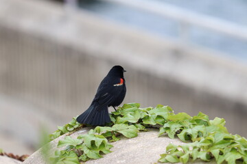 blackbird on a fence 