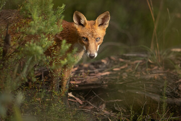 The hidden observer - A juvenile fox sets out to hunt and forage for food in the forest's depths during the early morning. 