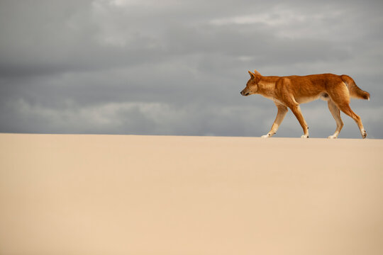 Perseverant Steps - Determined and persistent, an alpha male coastal Dingo attentively starts his first daylight patrol around his territory.