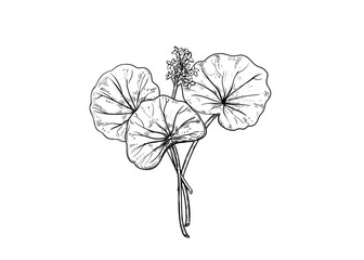Hand drawn sketch black and white illustration set of gotu kola, Centella asiatica, flower, leaf. Vector illustration. Elements in graphic style label, sticker, menu, package. Engraved style.